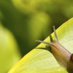 cosmetica baba de caracol